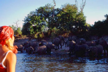elefanti - Chobe National Park